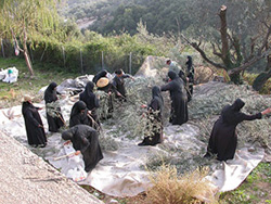 Harvesting Olives