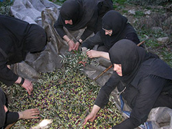 Harvesting Olives