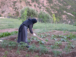 Gardens and Vegetable Patch