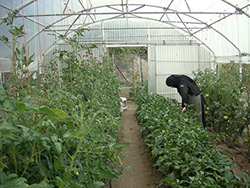 Gardens and Vegetable Patch